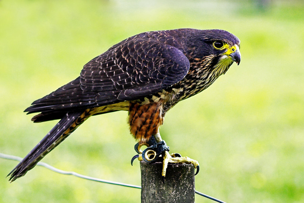 animals-birds-of-prey