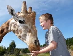 animals-animal-encounters